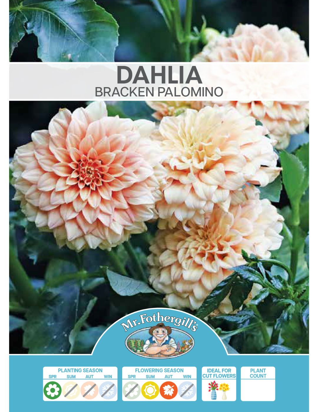 Dahlia Bracken Palomino (Season: Aug-Sep)