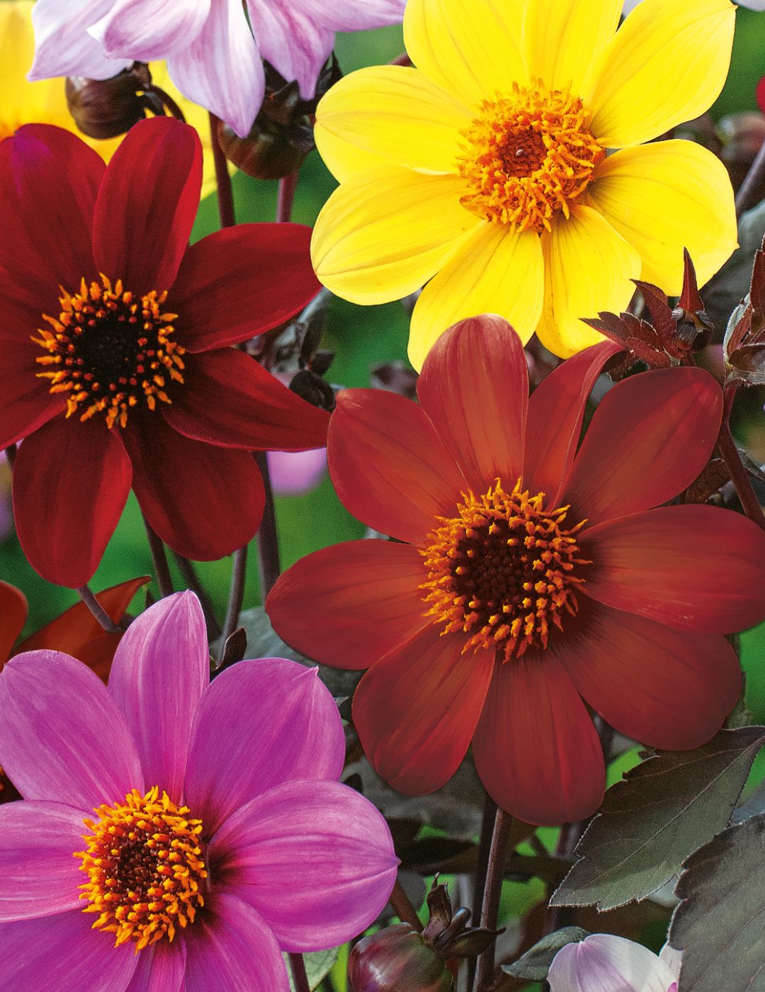 Dahlia Coltness Single Mix (Seeds) LIMITED EDITION