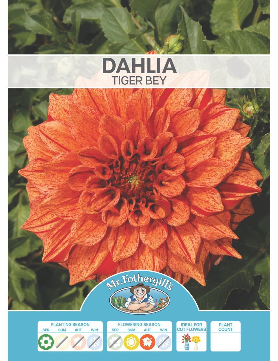 Dahlia Tiger Bey (Season: Aug-Sep)