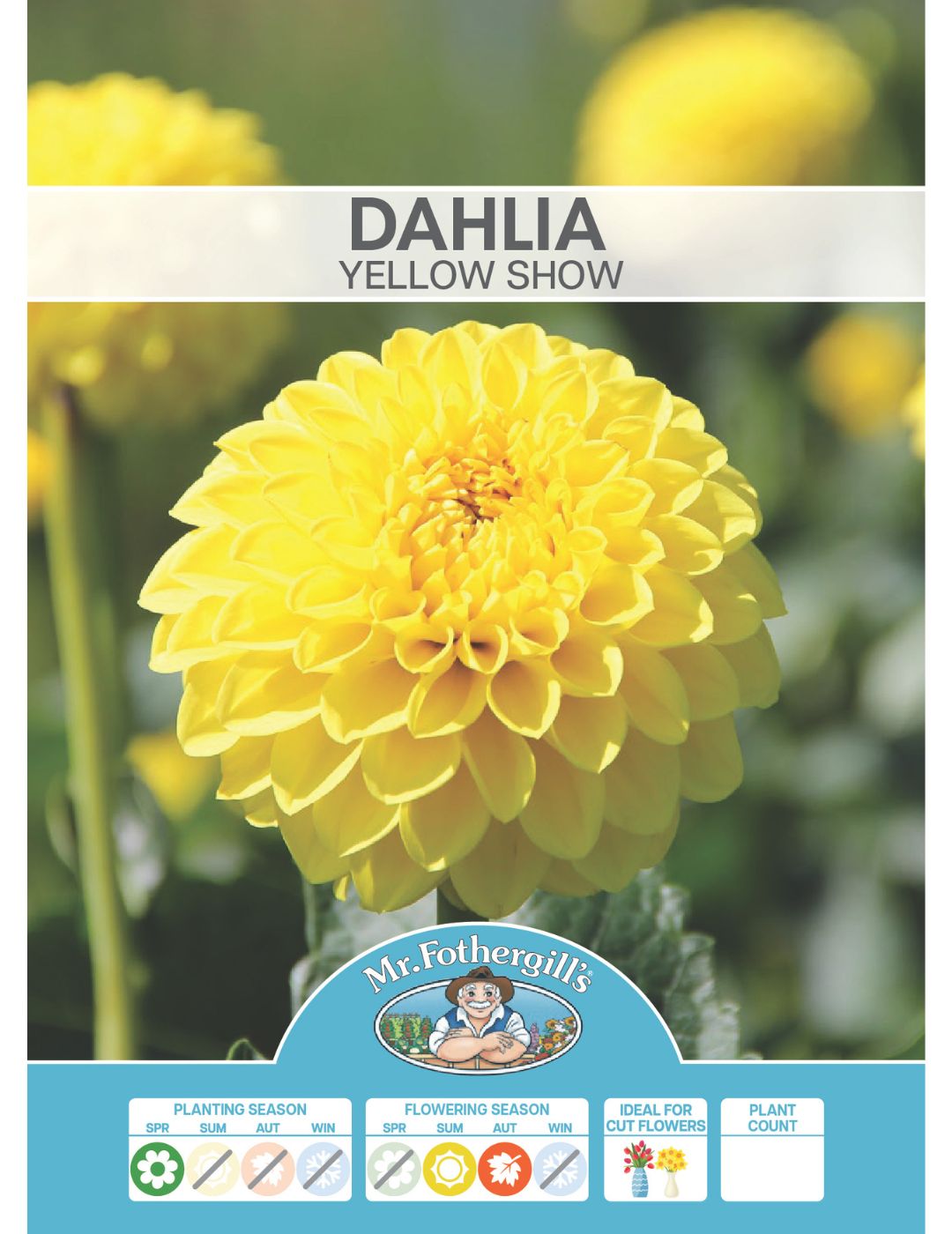 Dahlia Yellow Show (Season: Aug-Sep)