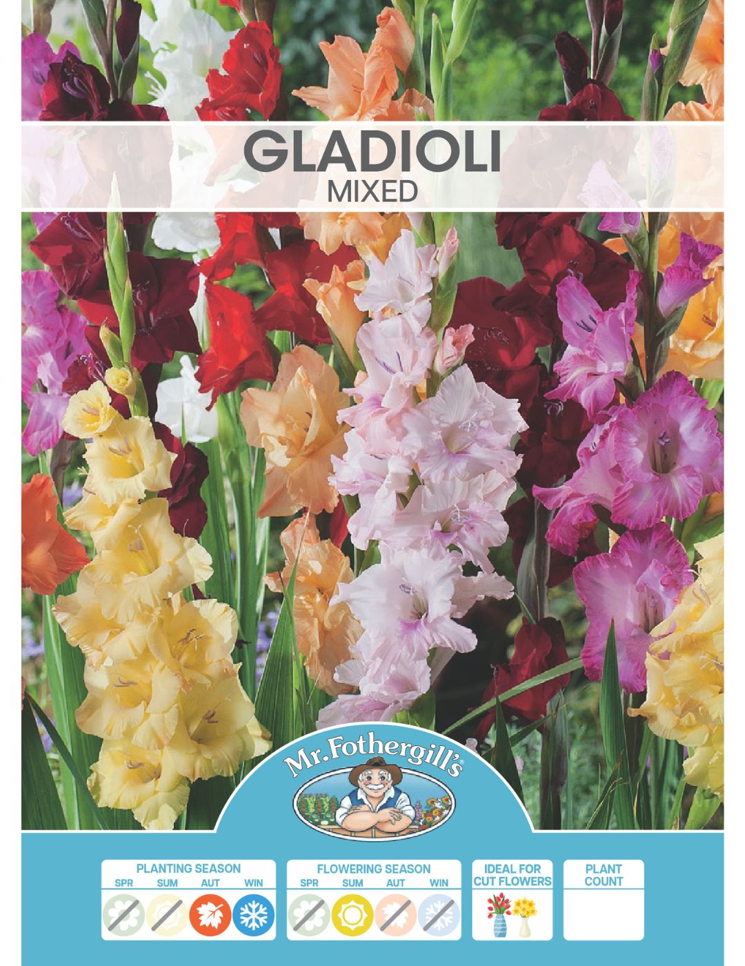 Gladioli Mixed (season: Winter-Oct)