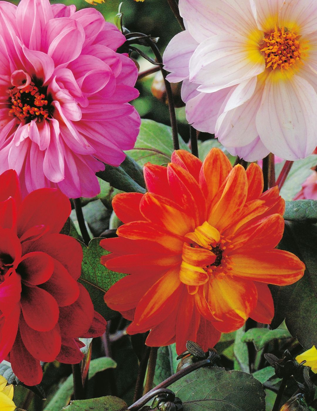 Dahlia Dwarf Bloody Mary Mix (Seeds) LIMITED EDITION