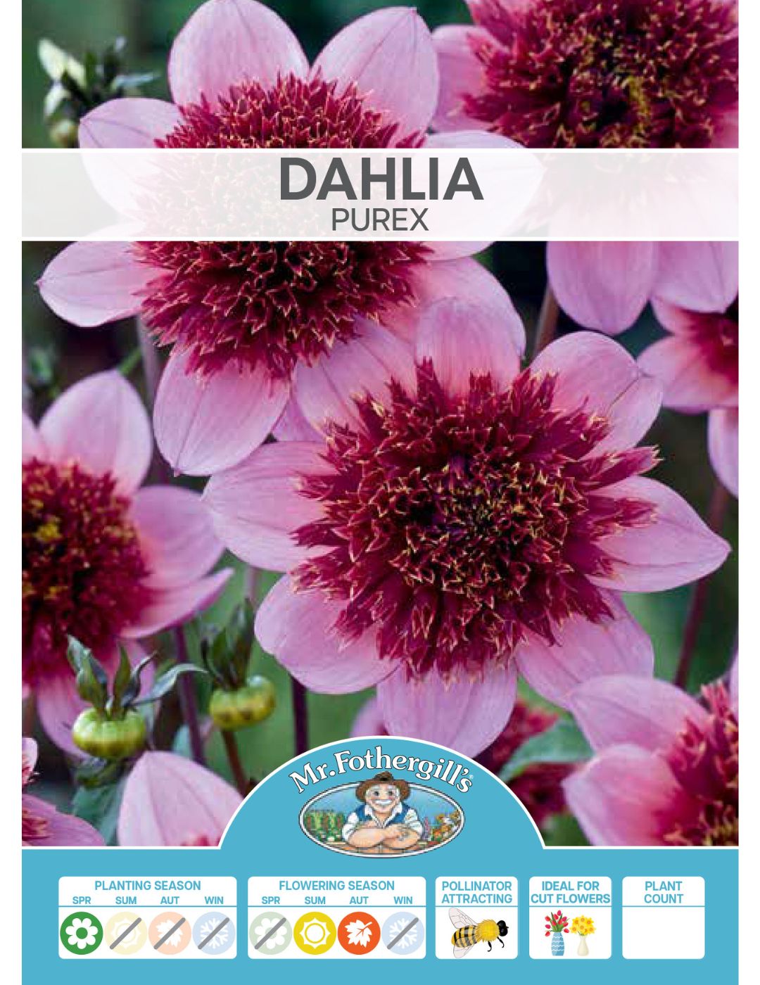 Dahlia Purex (Season: Aug-Sep)