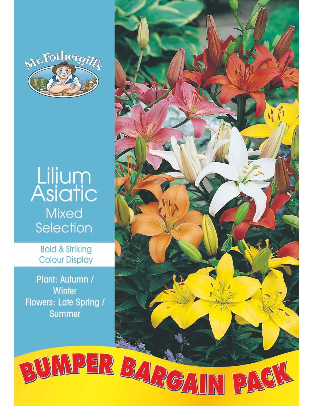 Winter Lilium Asiatic Mixed Bulbs (Bumper Bargain 10-Pack)