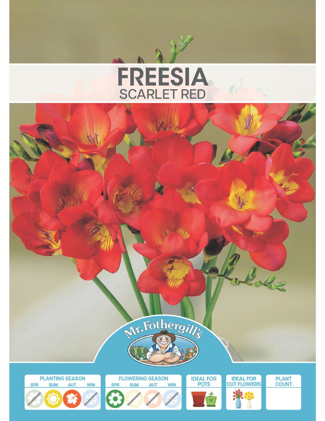 Freesia Scarlet Red