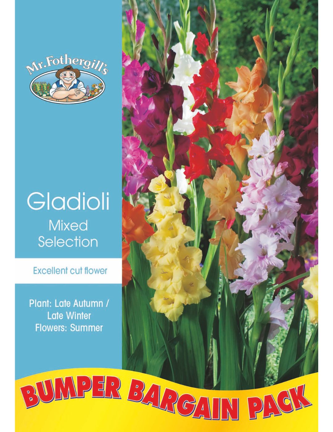 Winter Gladioli Mixed Bulbs (Bumper Bargain Pack)