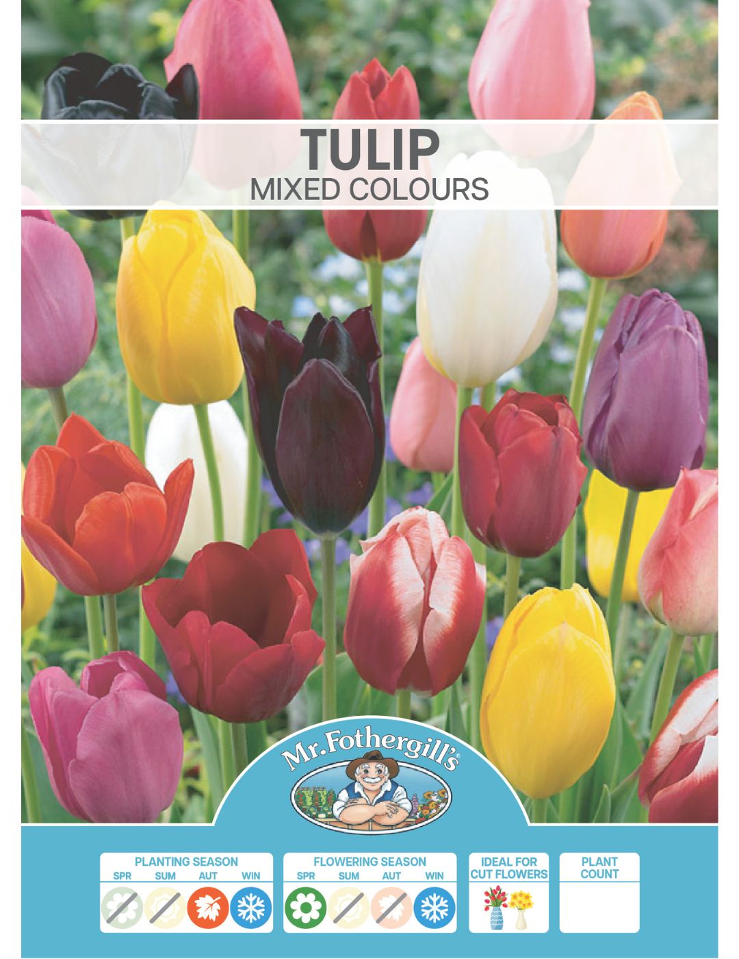 Tulip Mixed Colours