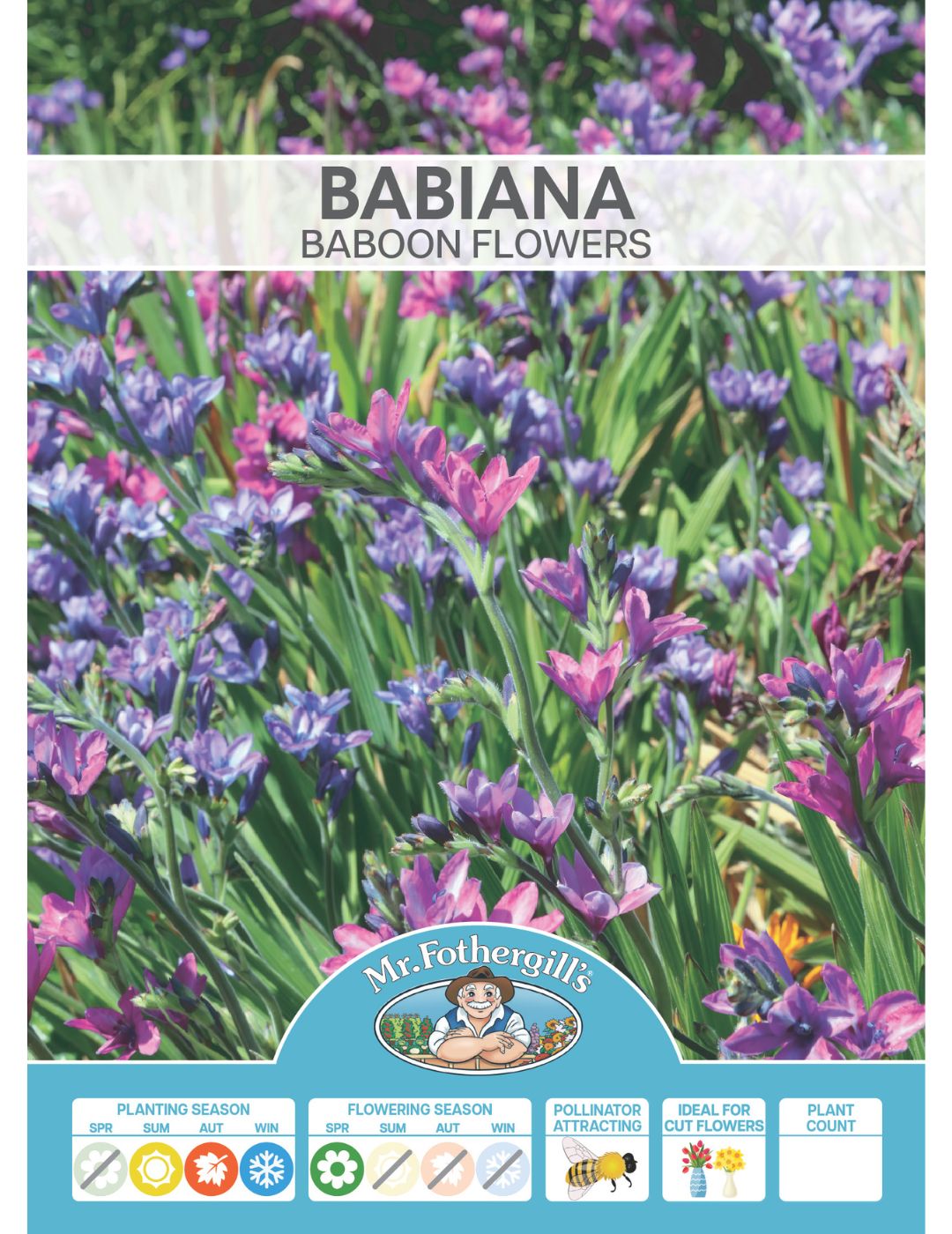 Babiana Baboon Bulbs