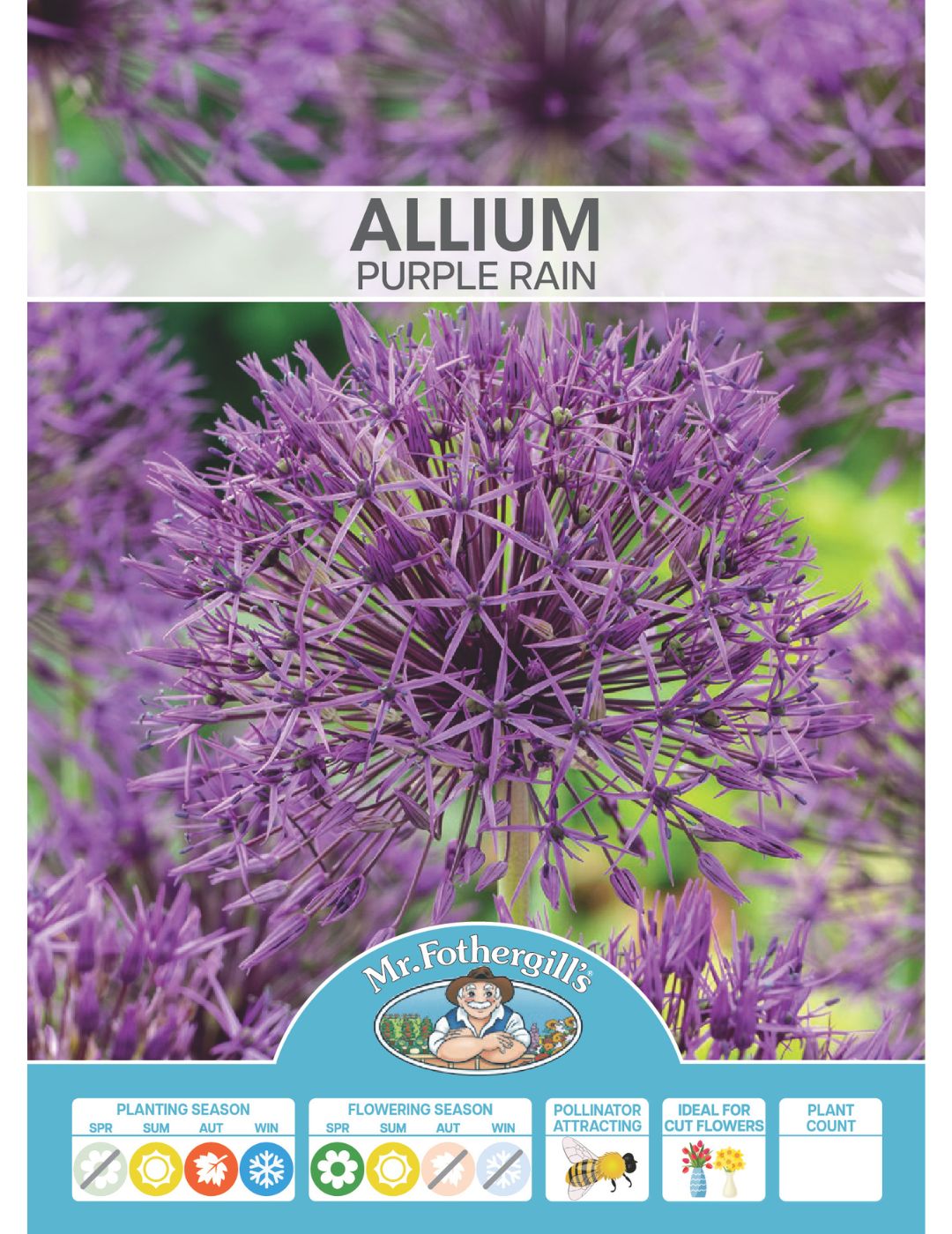 Allium Purple rain