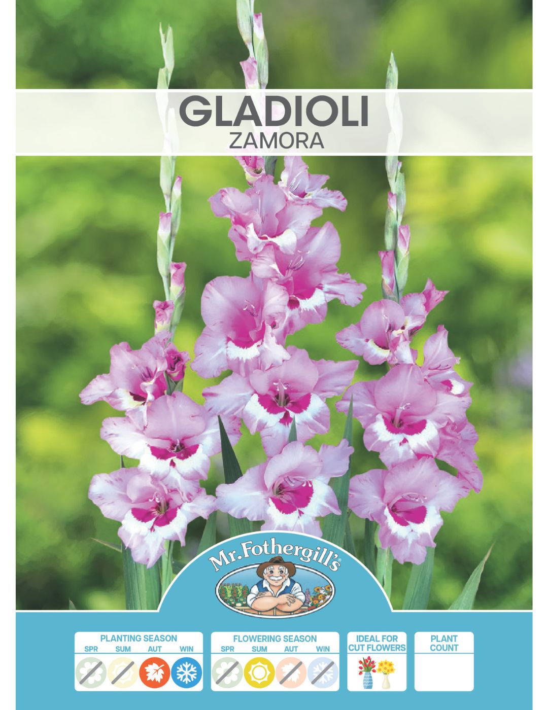 Gladioli Zamora (Season: Winter)