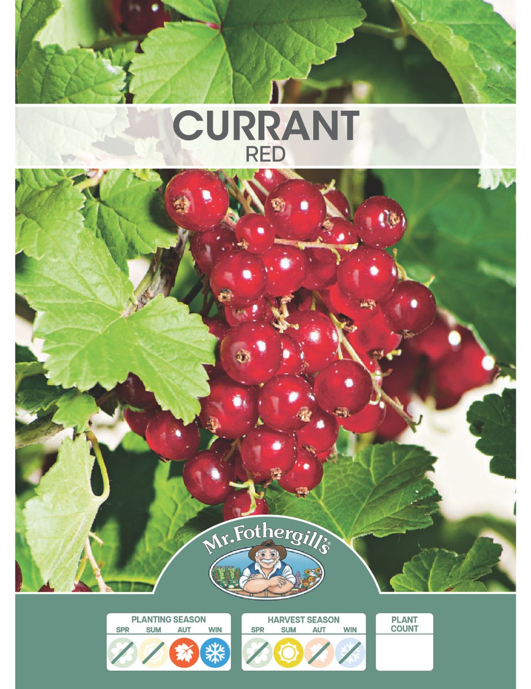 Red Currant