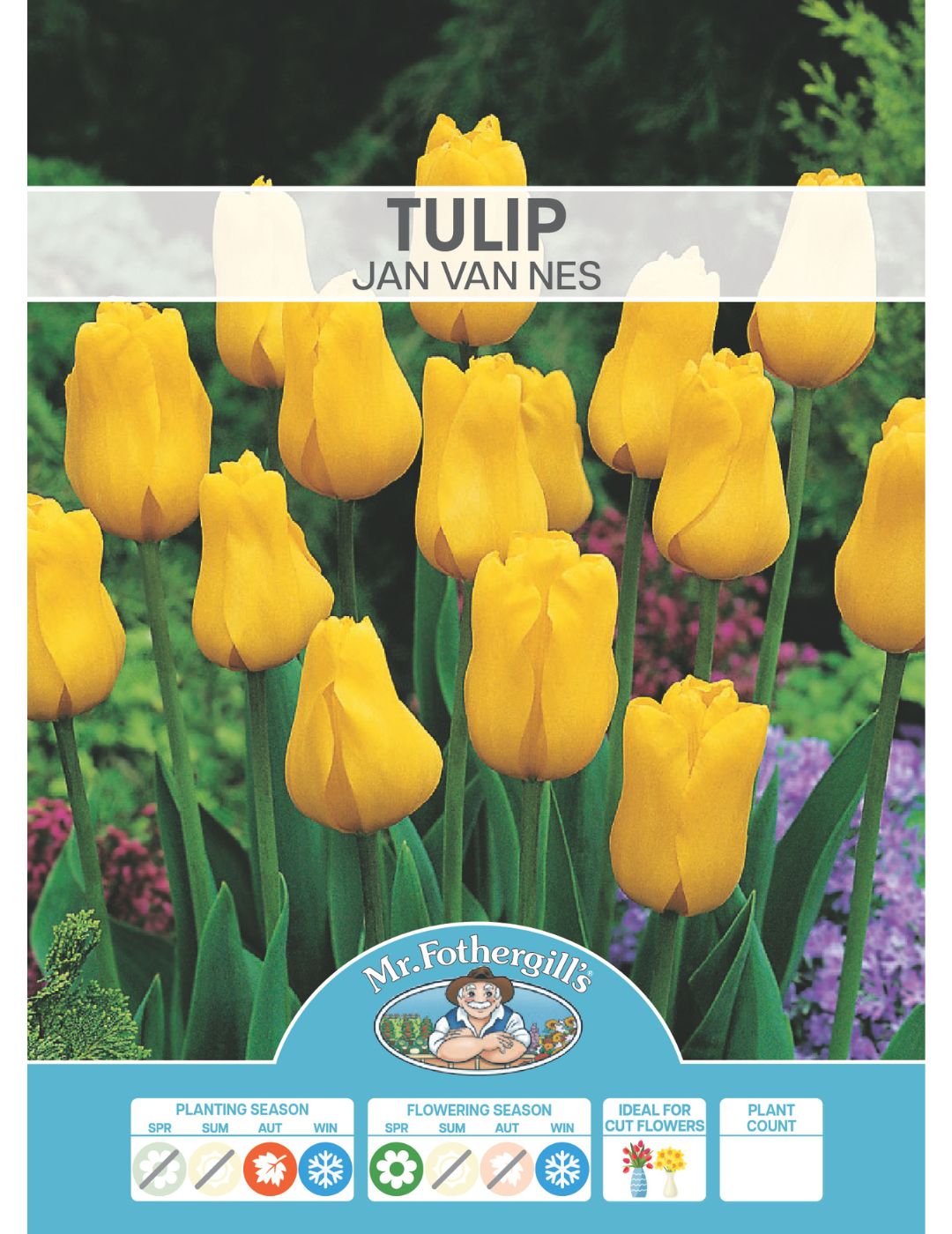 Tulip Jan Van Nes