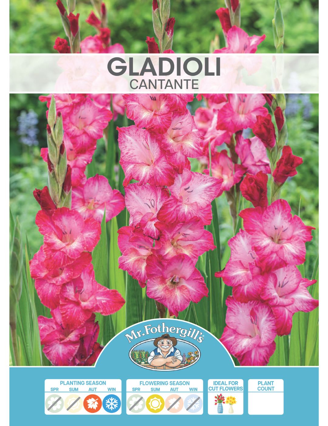 Gladioli Cantate Bulbs (Season: Winter)