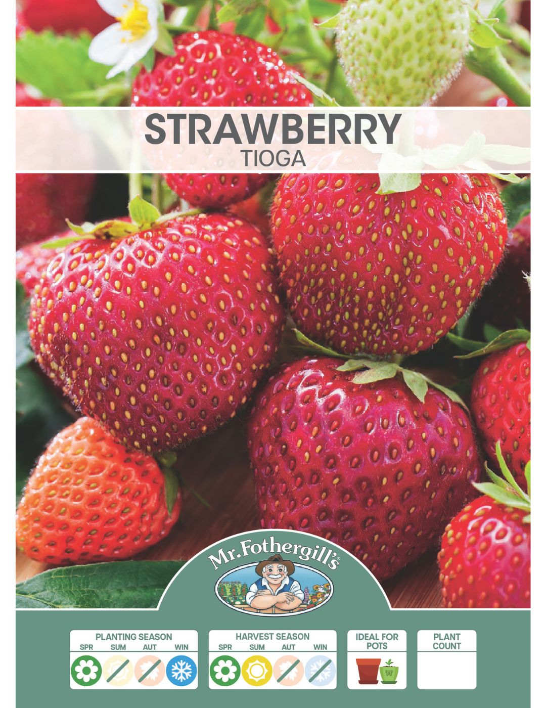 Strawberry Tioga (Crowns)