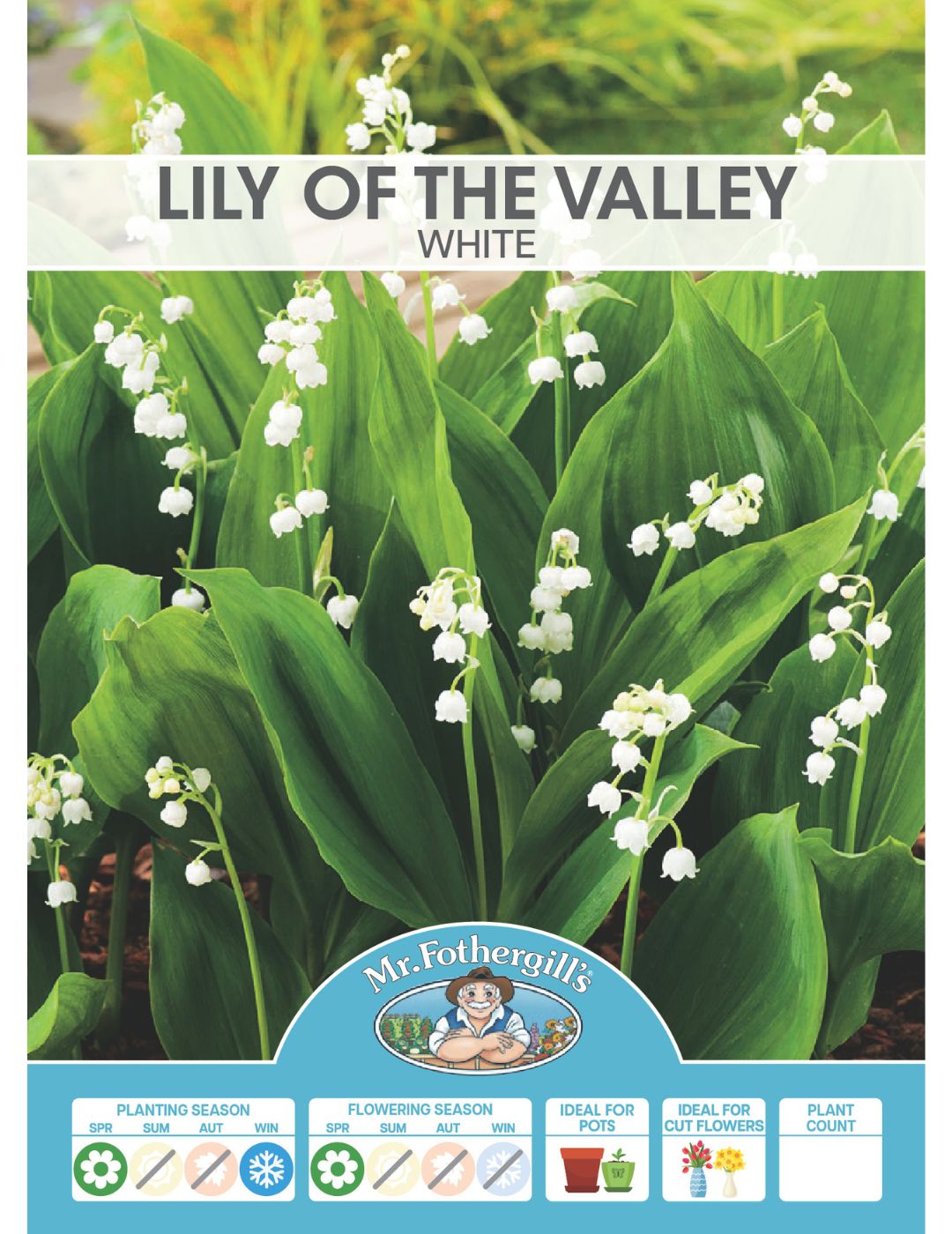 Lily of the Valley White Bells (Season: Winter)