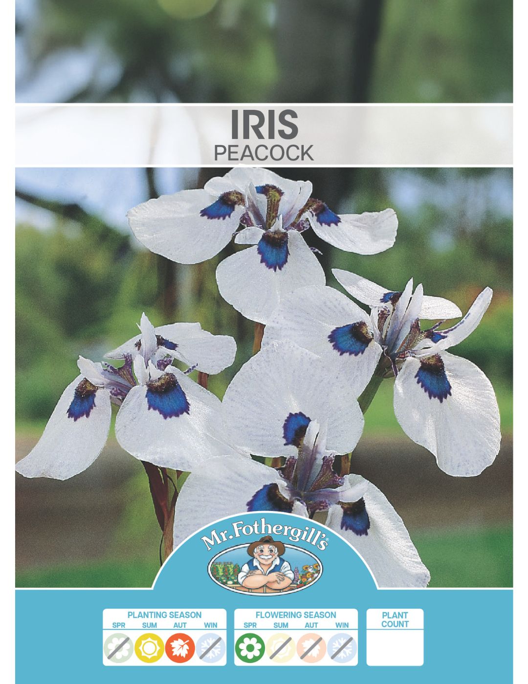 Iris Peacock Bulbs