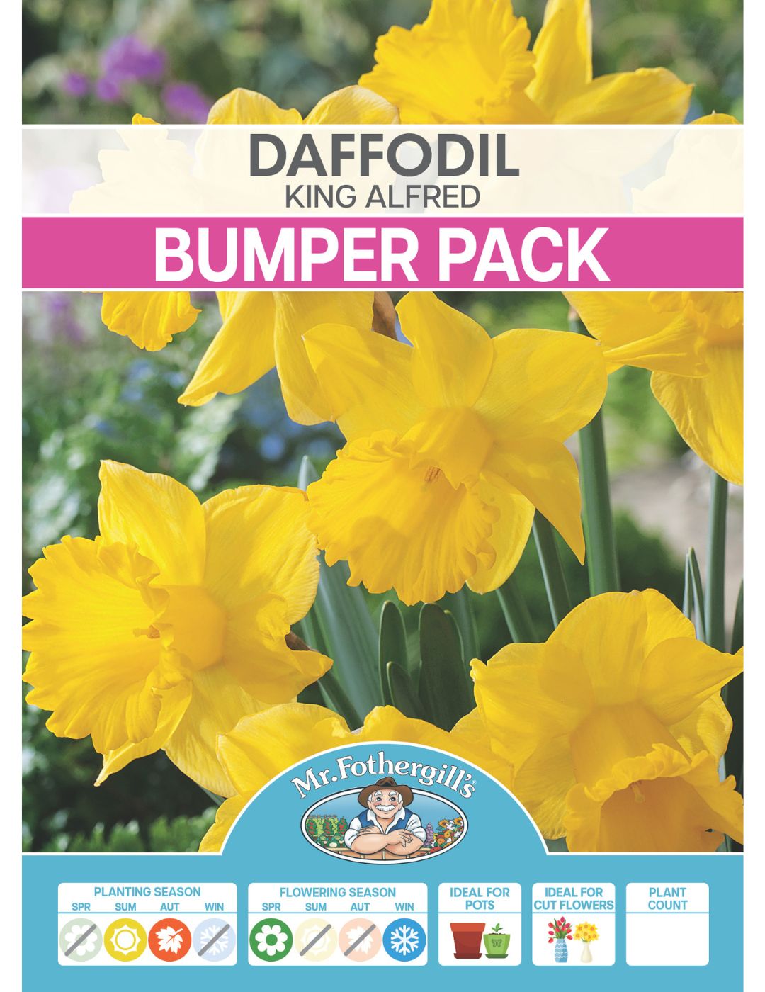 Daffodil King Alfred Bulbs (Bumper Bargain Pack)