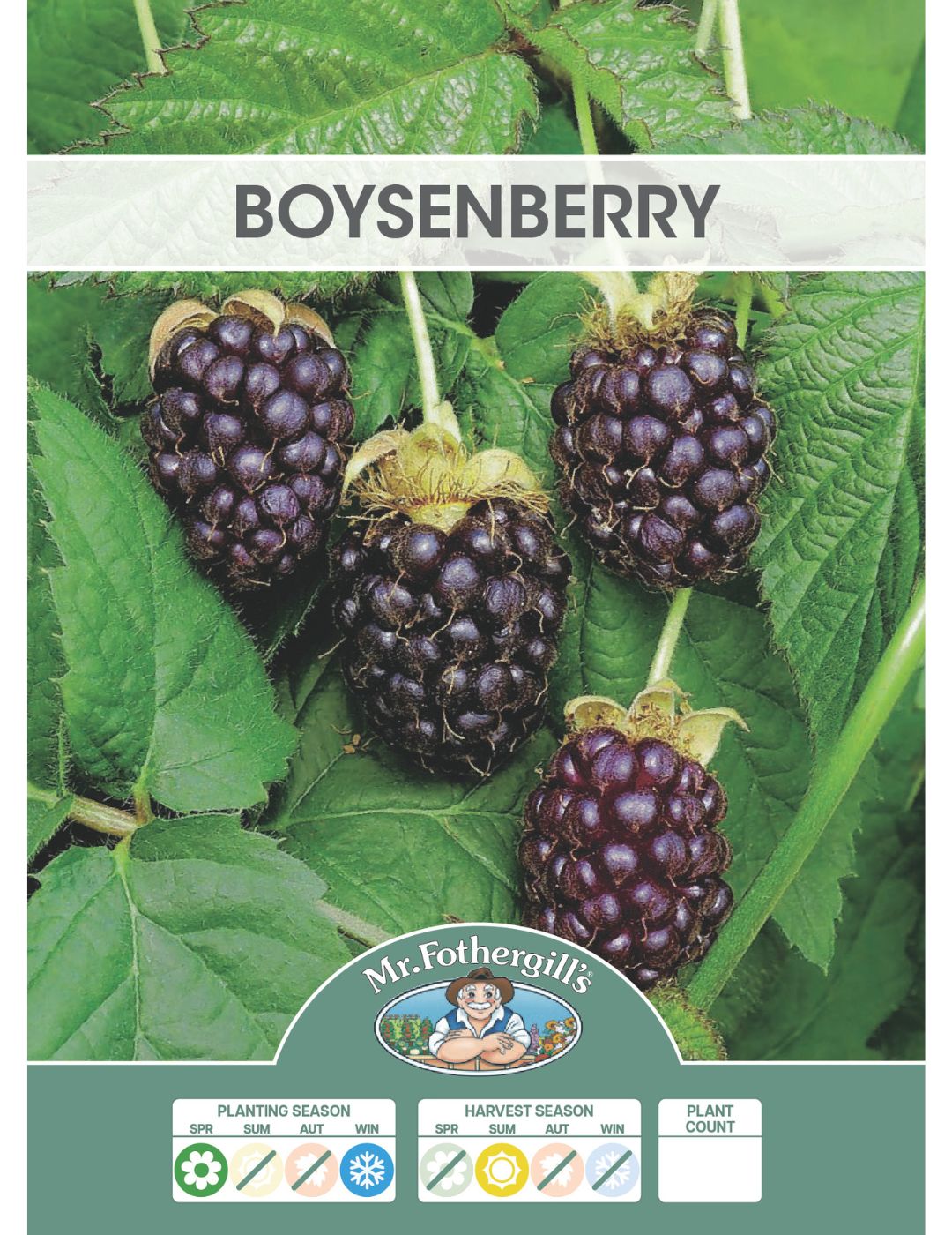 Boysenberry