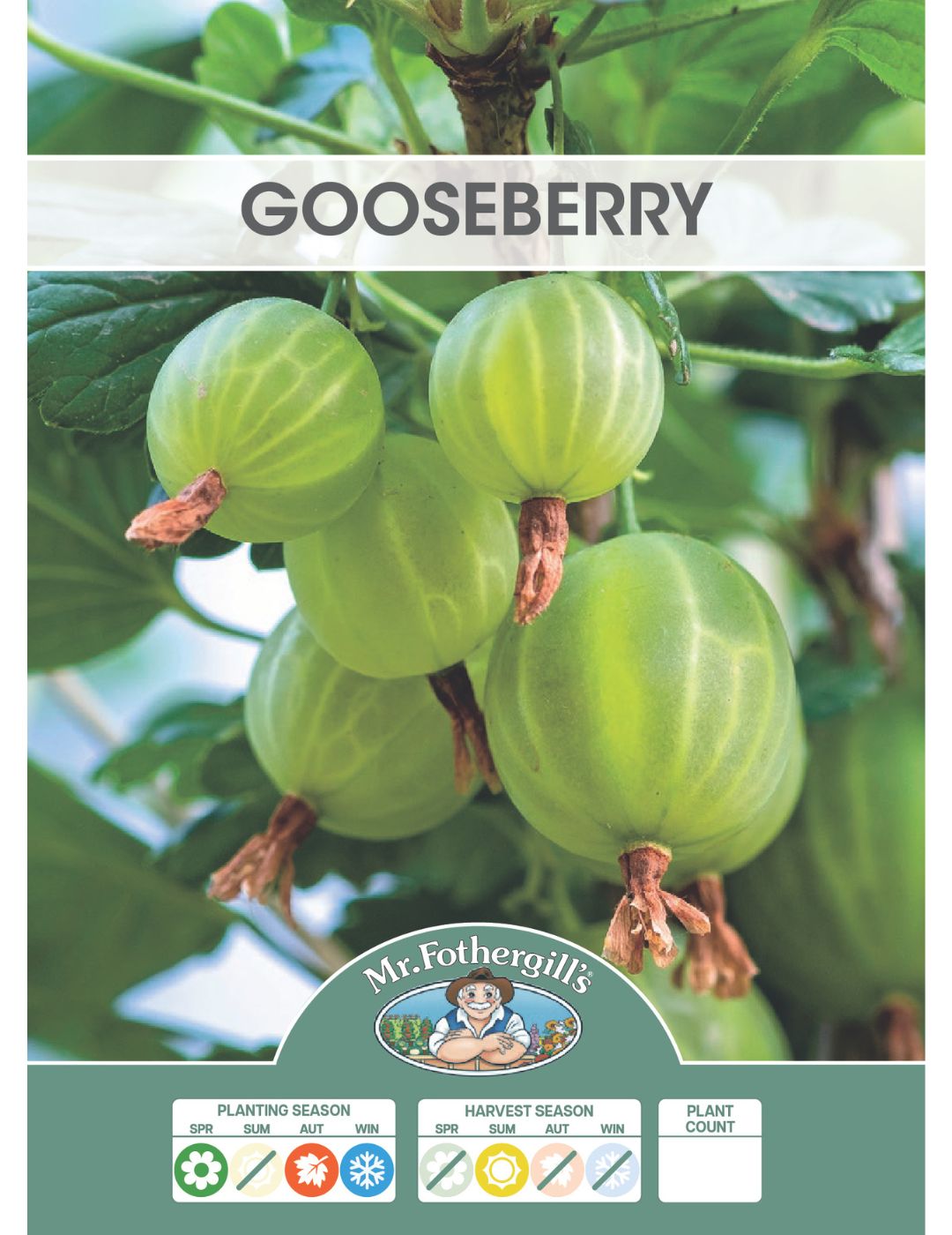 Gooseberry Thornless