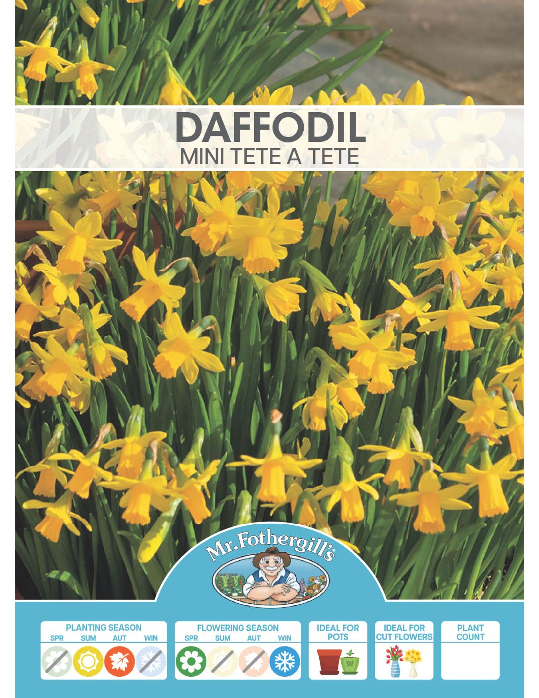 Daffodil Miniature Tete a Tete