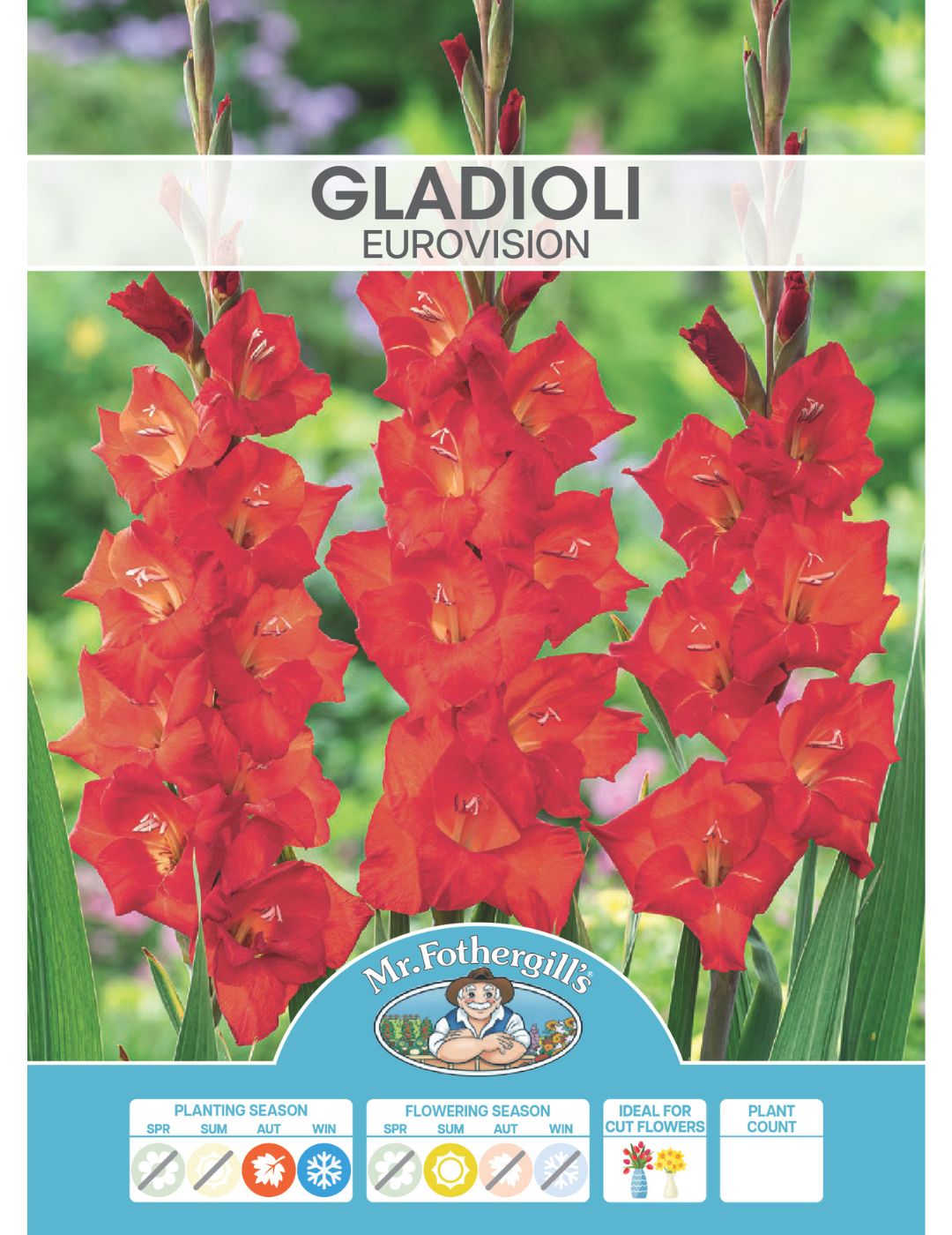 Gladioli Eurovision Bulbs (Winter Season)