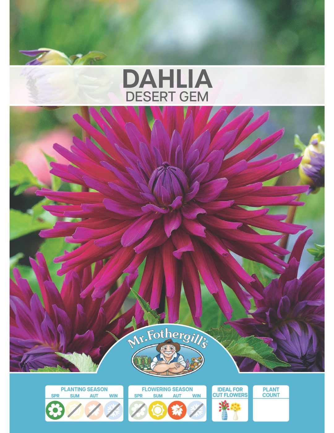 Dahlia Desert Gem (Season: Aug-Sep)