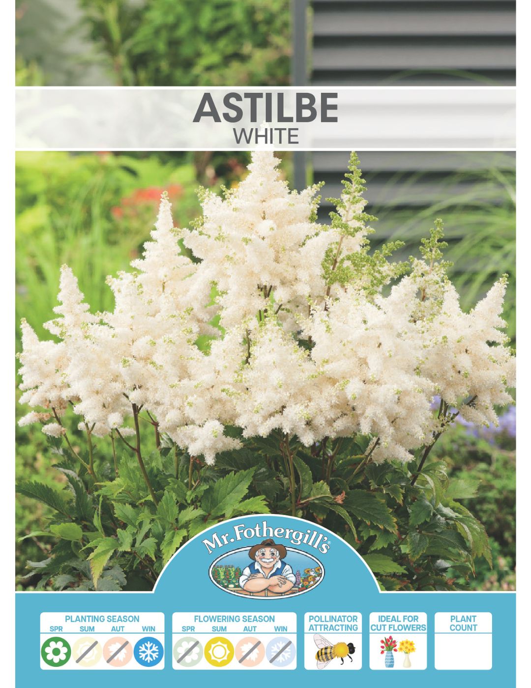 Astilbe White (Season: Winter)