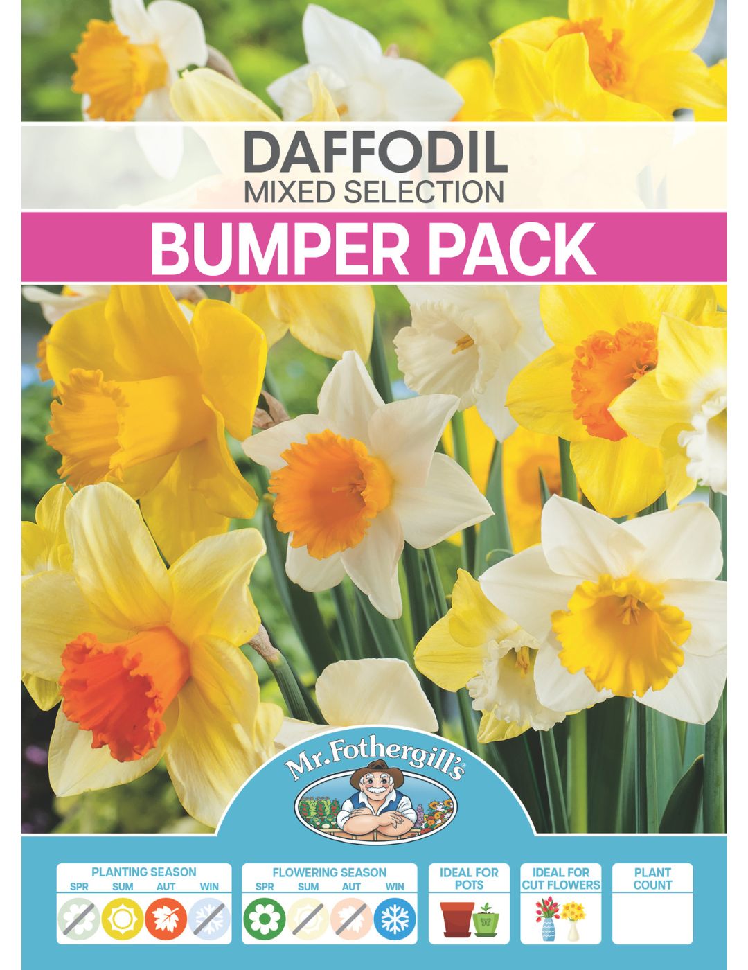 Daffodil Mixed Selection Bumper Bargain Pack