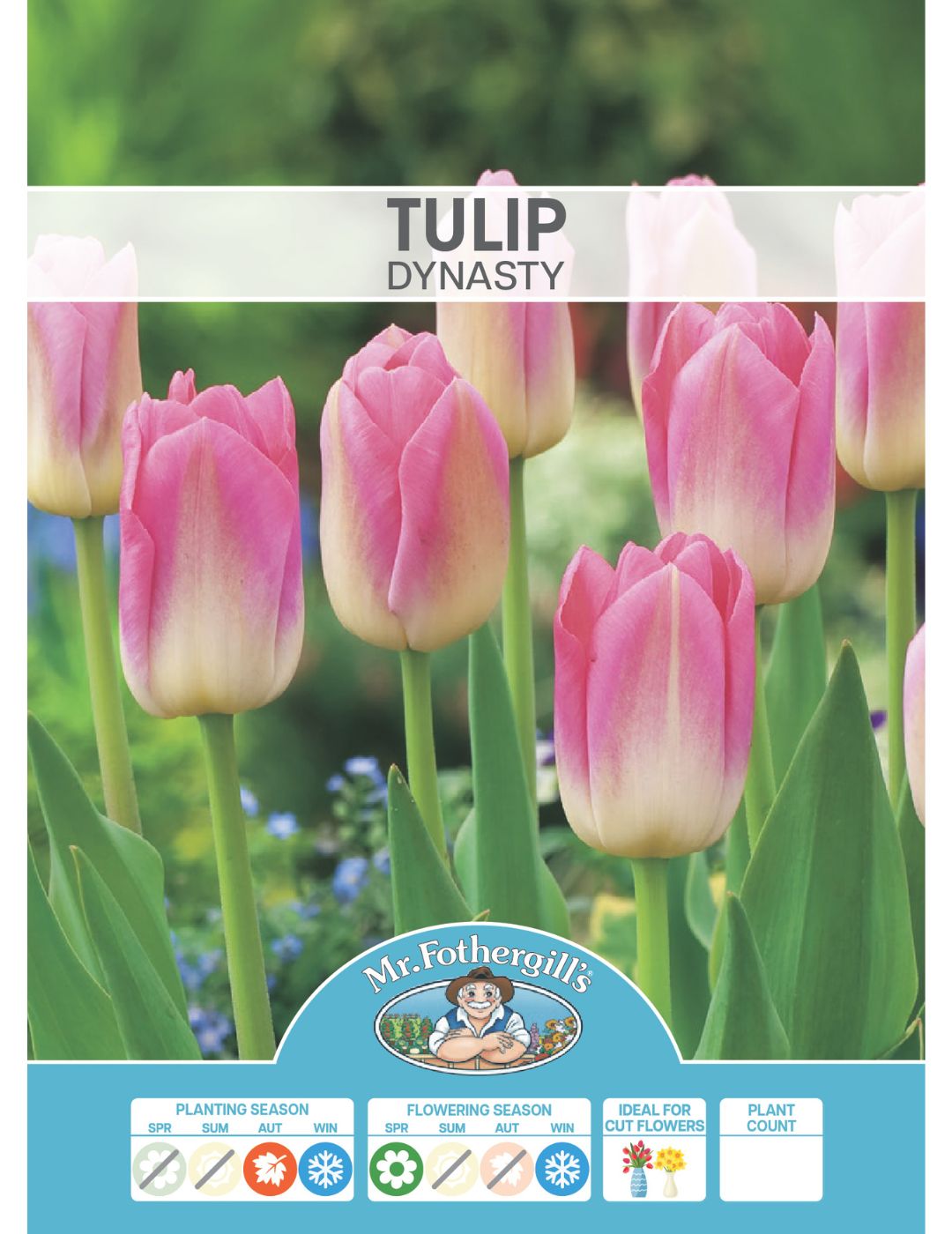 Tulip Dynasty