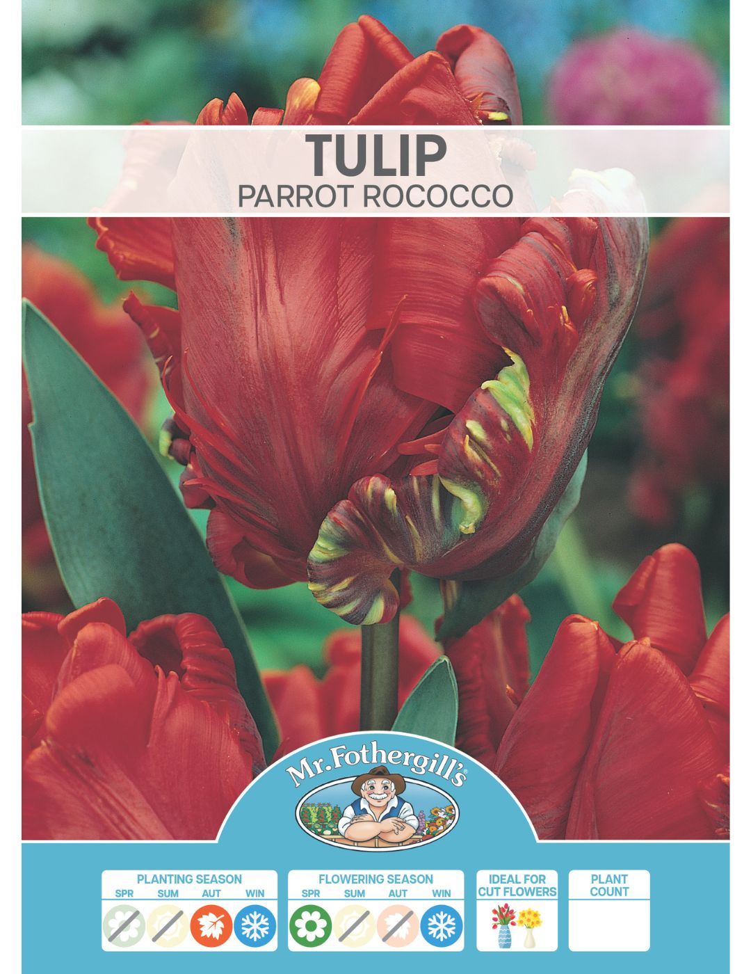 Tulip Parrot Rococo