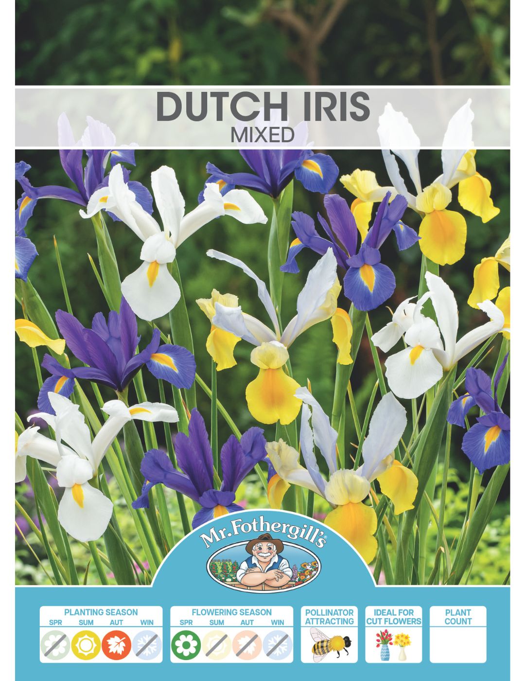 Dutch Iris Mixed Bulbs