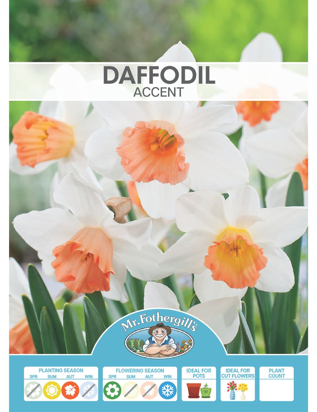 Daffodil Accent