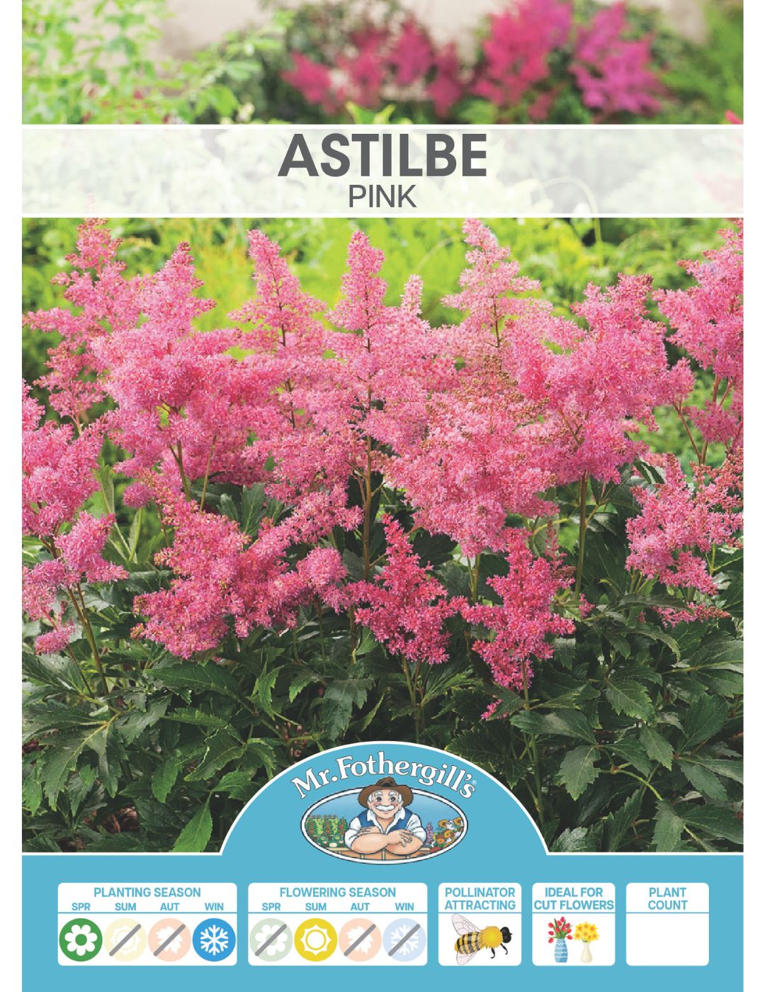 Astilbe Pink (Bulb) (Season: Winter)