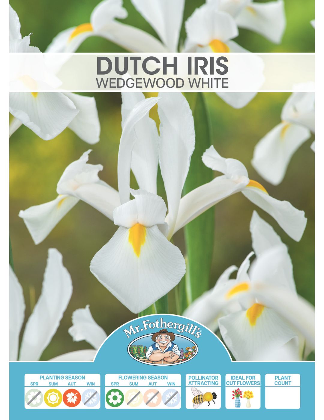 Dutch Iris Wedgewood White Bulbs