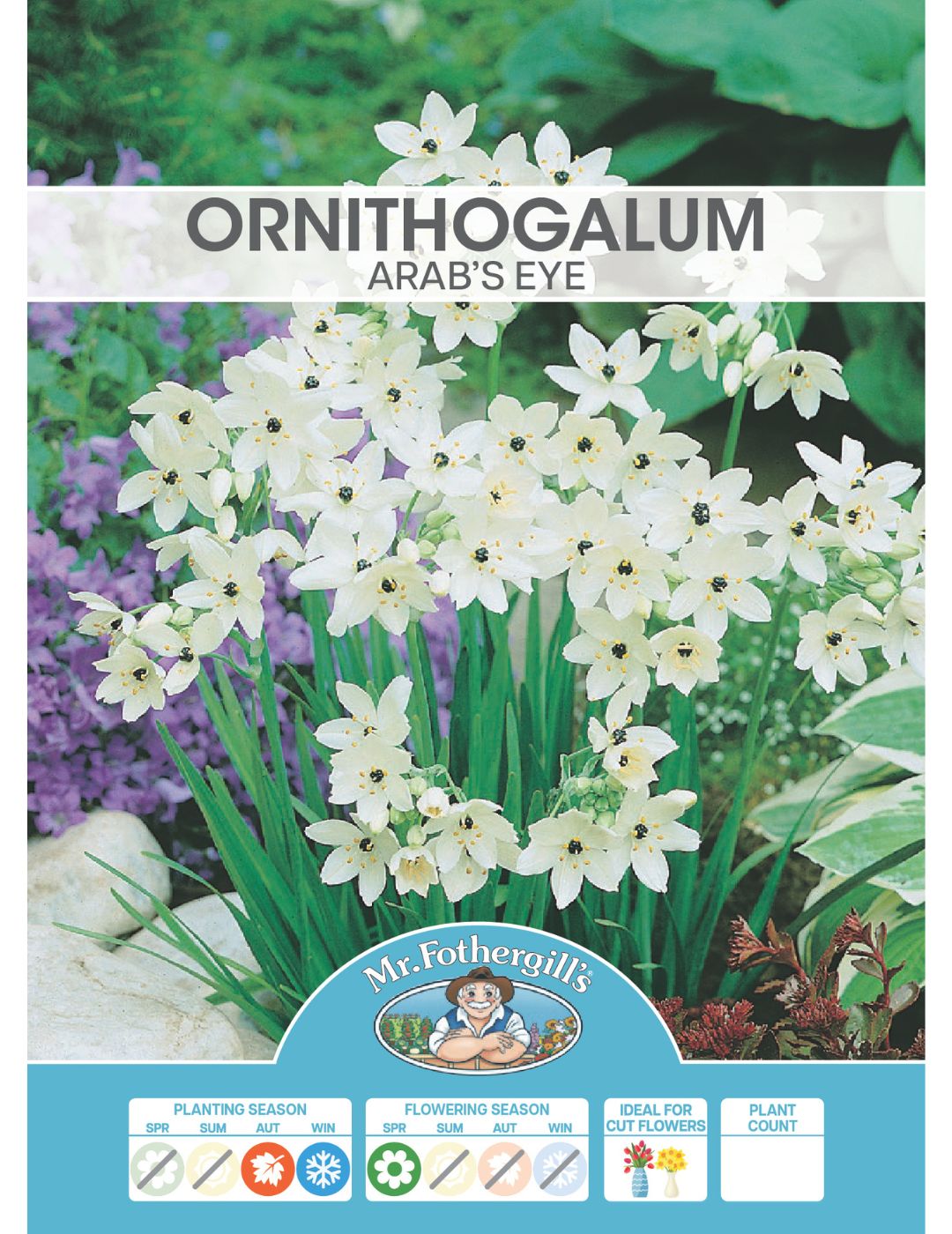 Ornithogalum Arab's Eye Bulbs