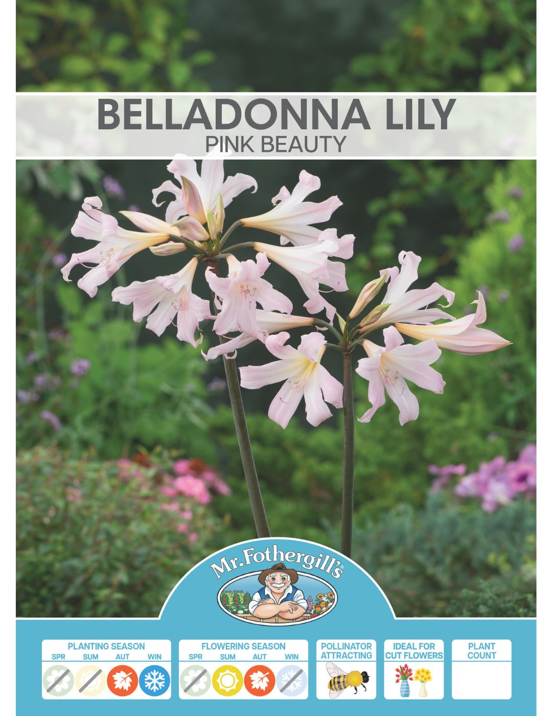 Belladonna Lily Pink