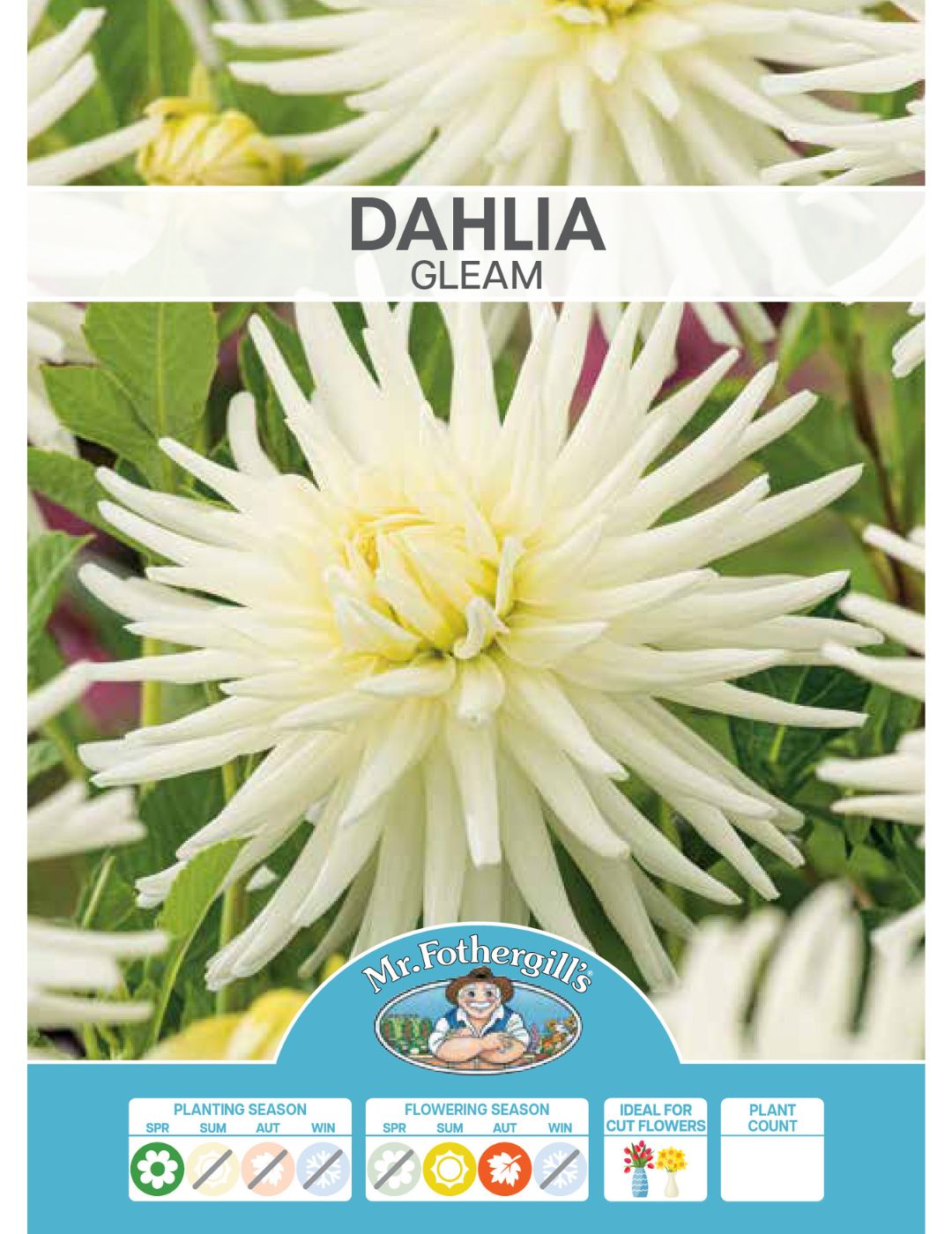 Dahlia Gleam (Season: Aug-Sep)