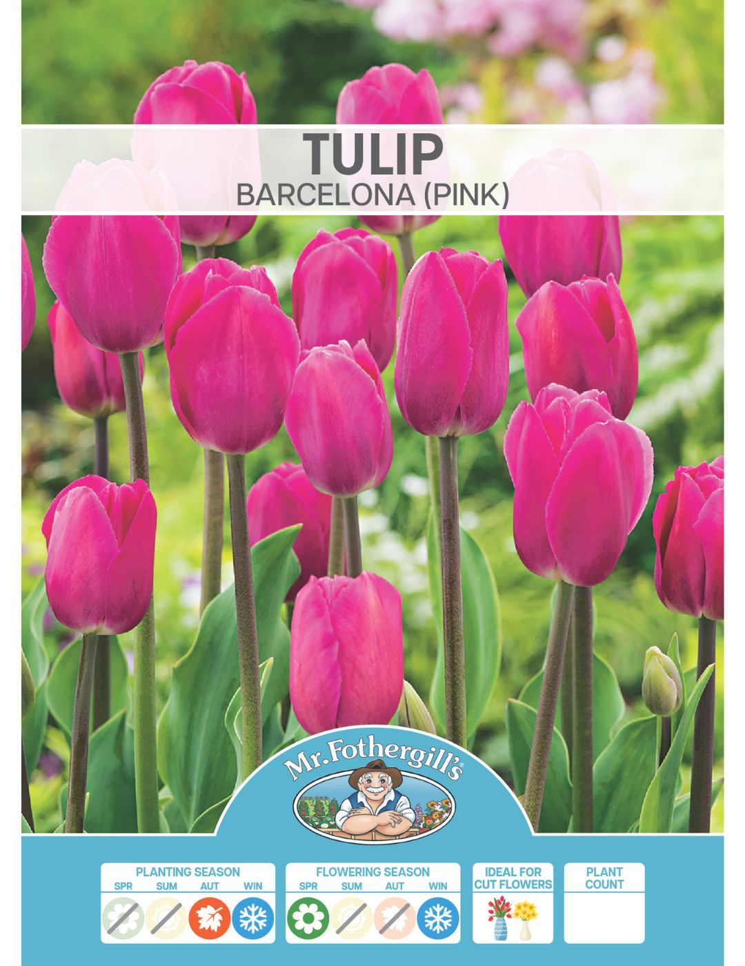 Tulip Barcelona