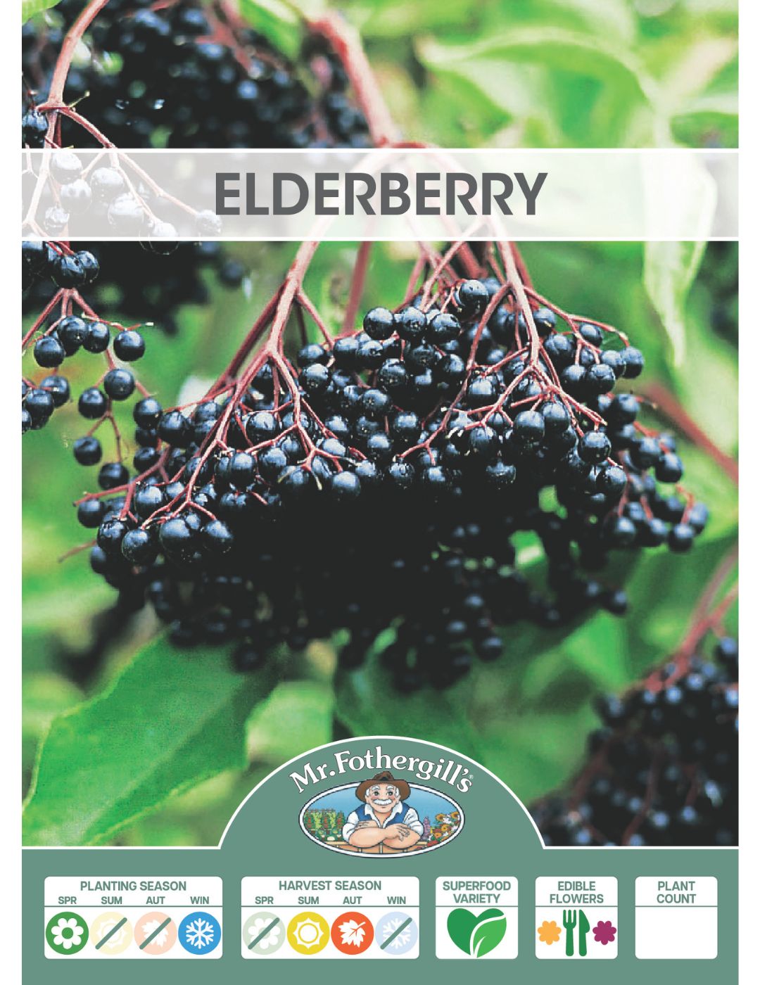 Elderberry