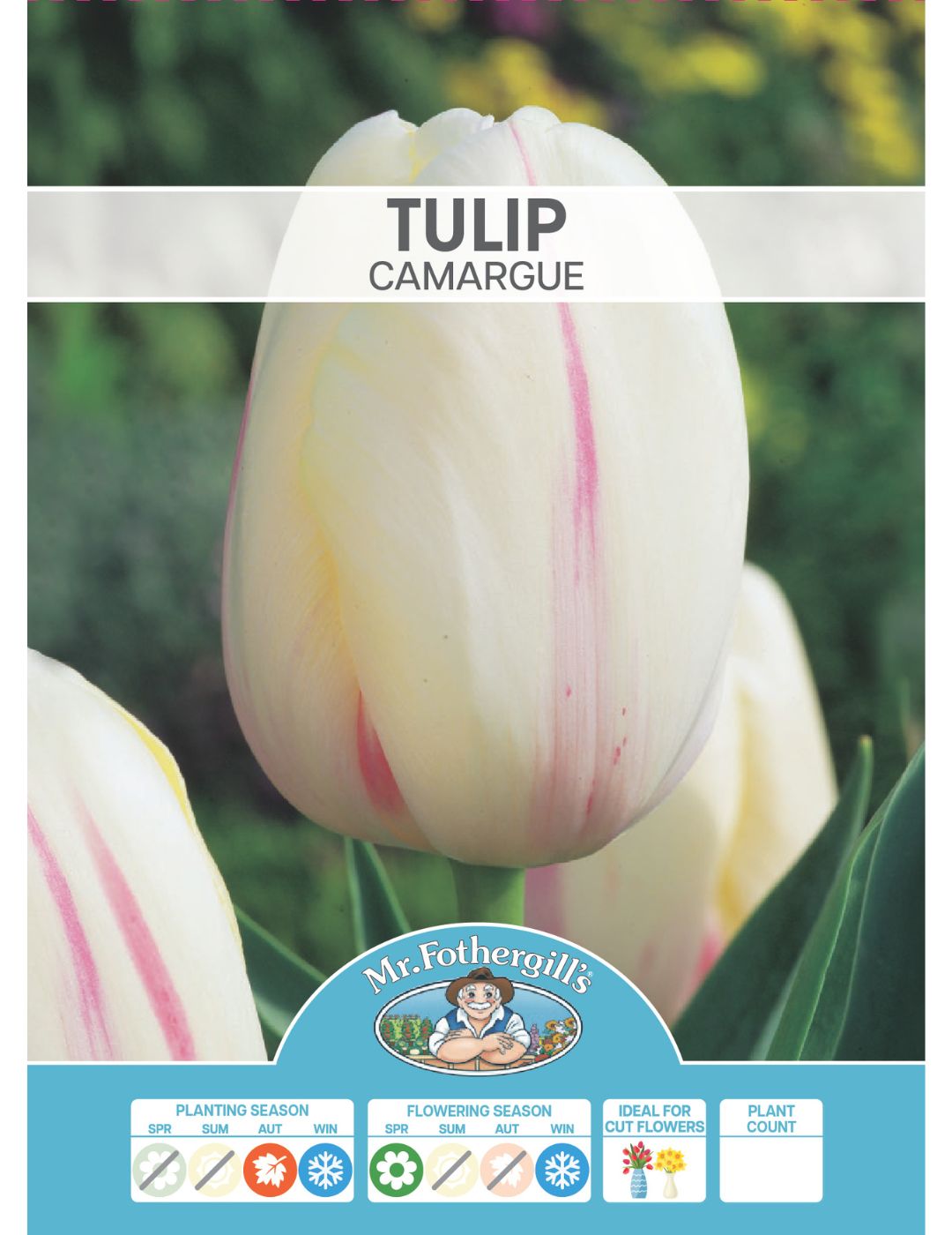 Tulip Camargue