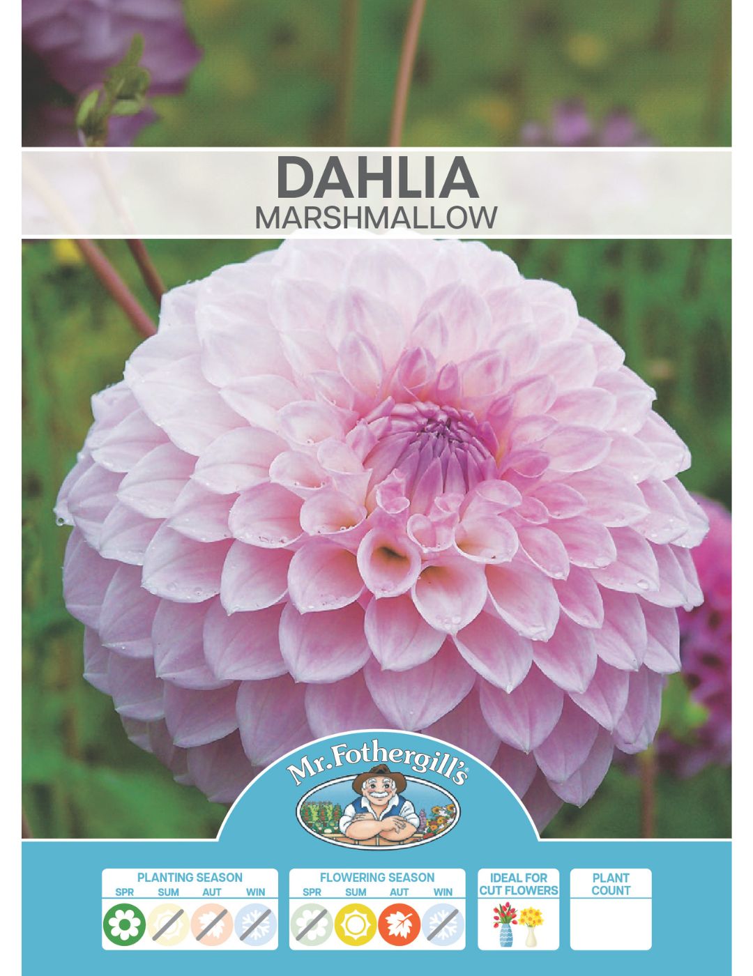 Dahlia Marshmallow (Season: Aug-Sep)