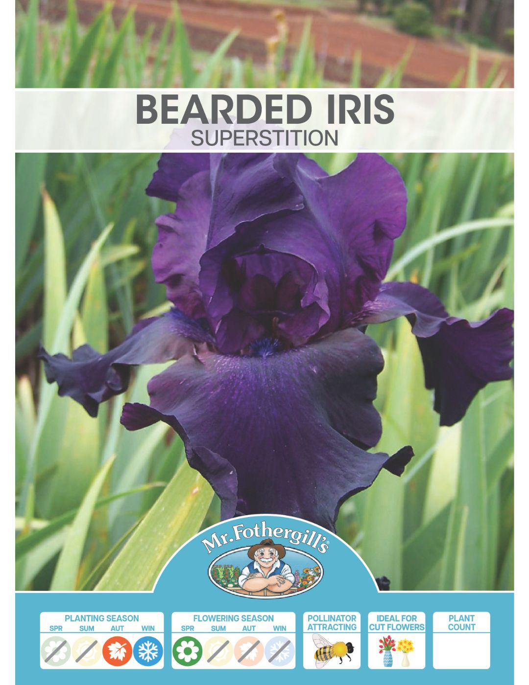 Bearded Iris Superstition Bulb (Season: Winter)