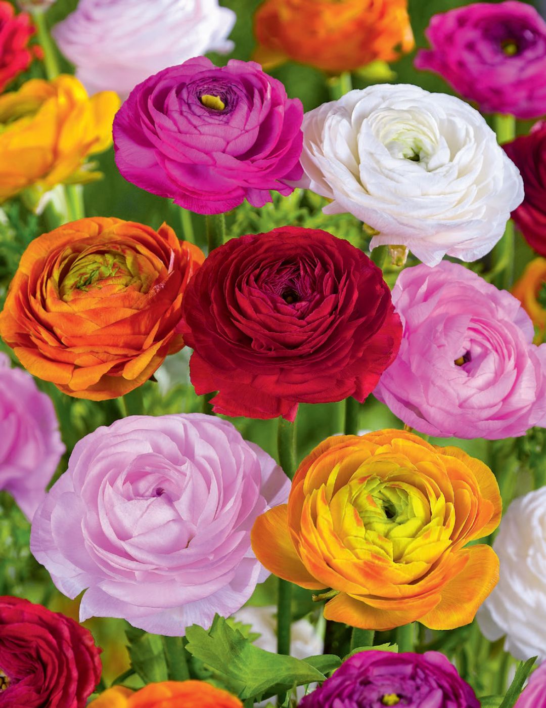 Ranunculus Mixed Bulbs (Bumper Pack)