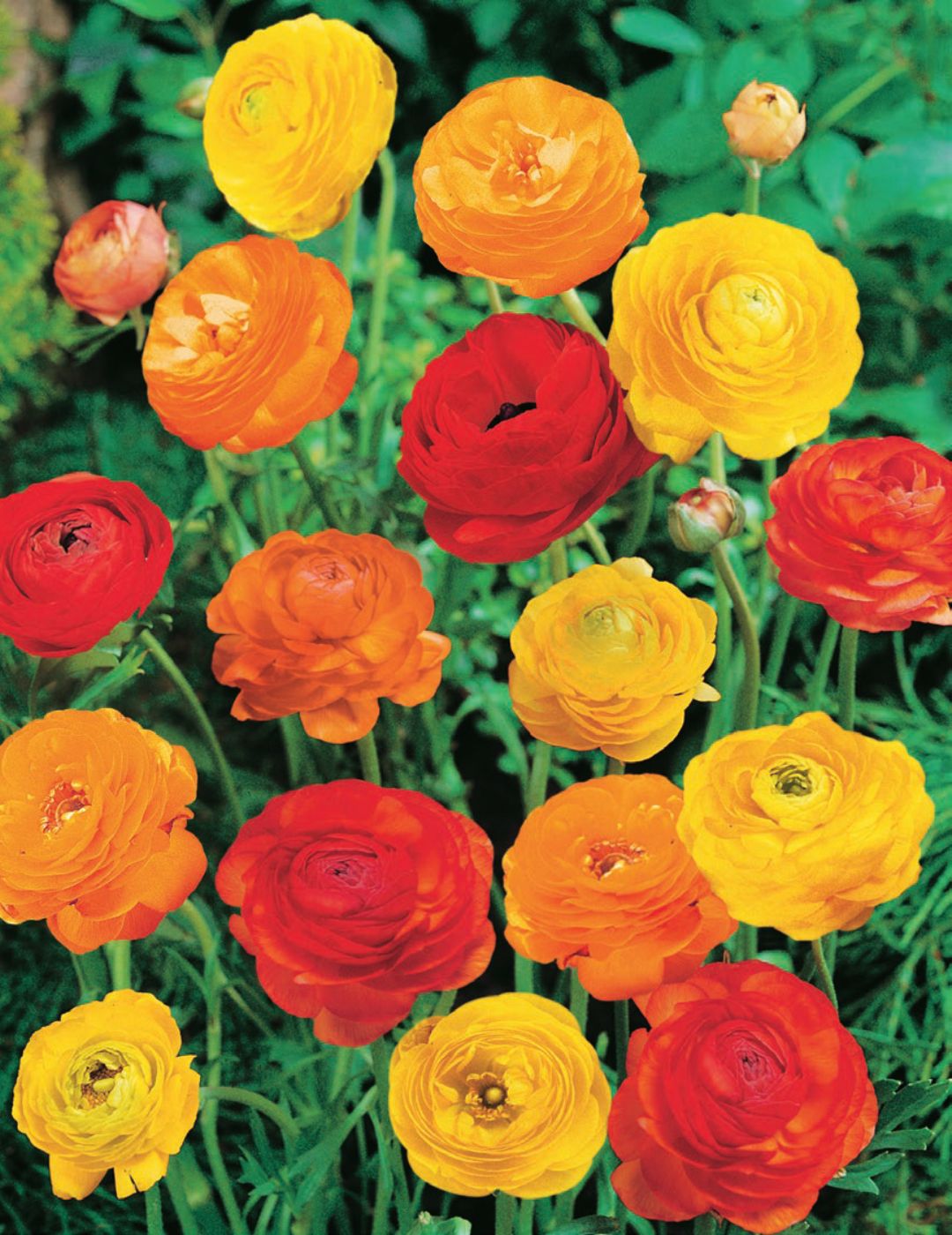 Ranunculus Sunset Mixed Bulbs