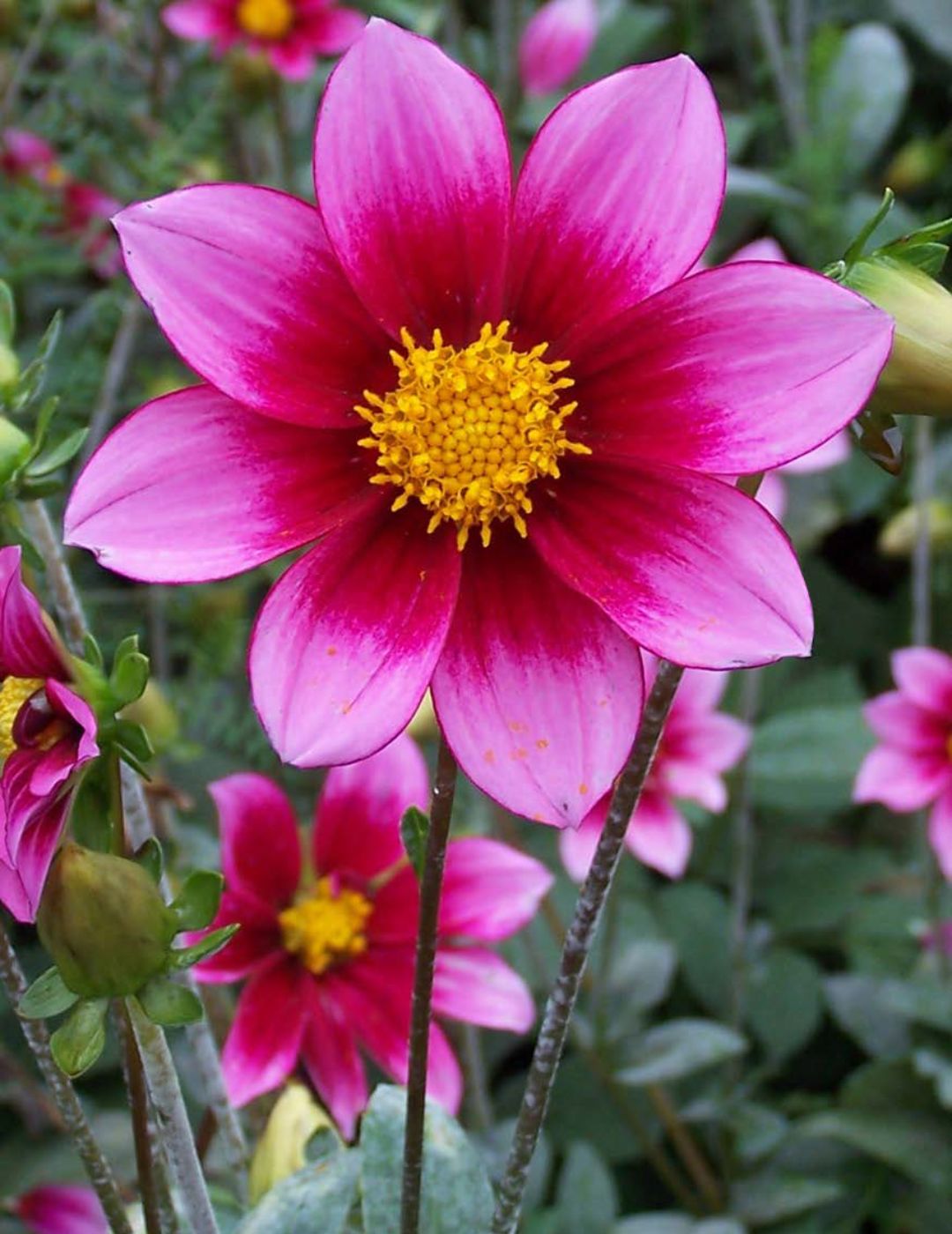 Dahlia Bonnie Skye (season:Aug-Sep)