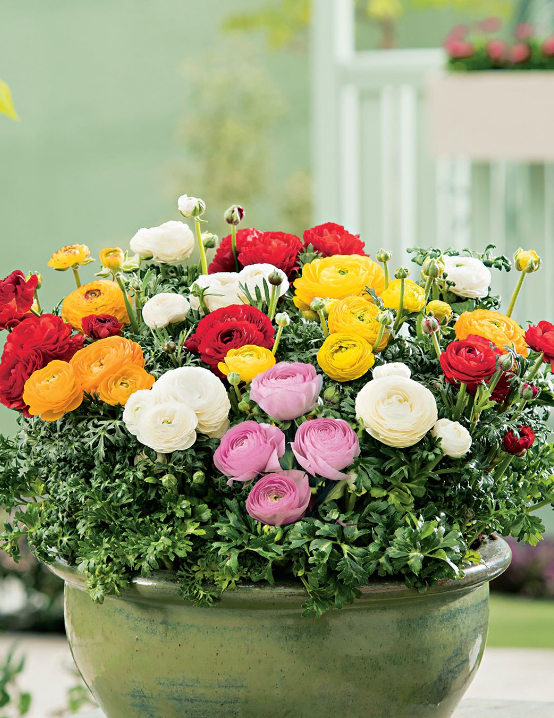 Dwarf Ranunculus Mix Bulbs