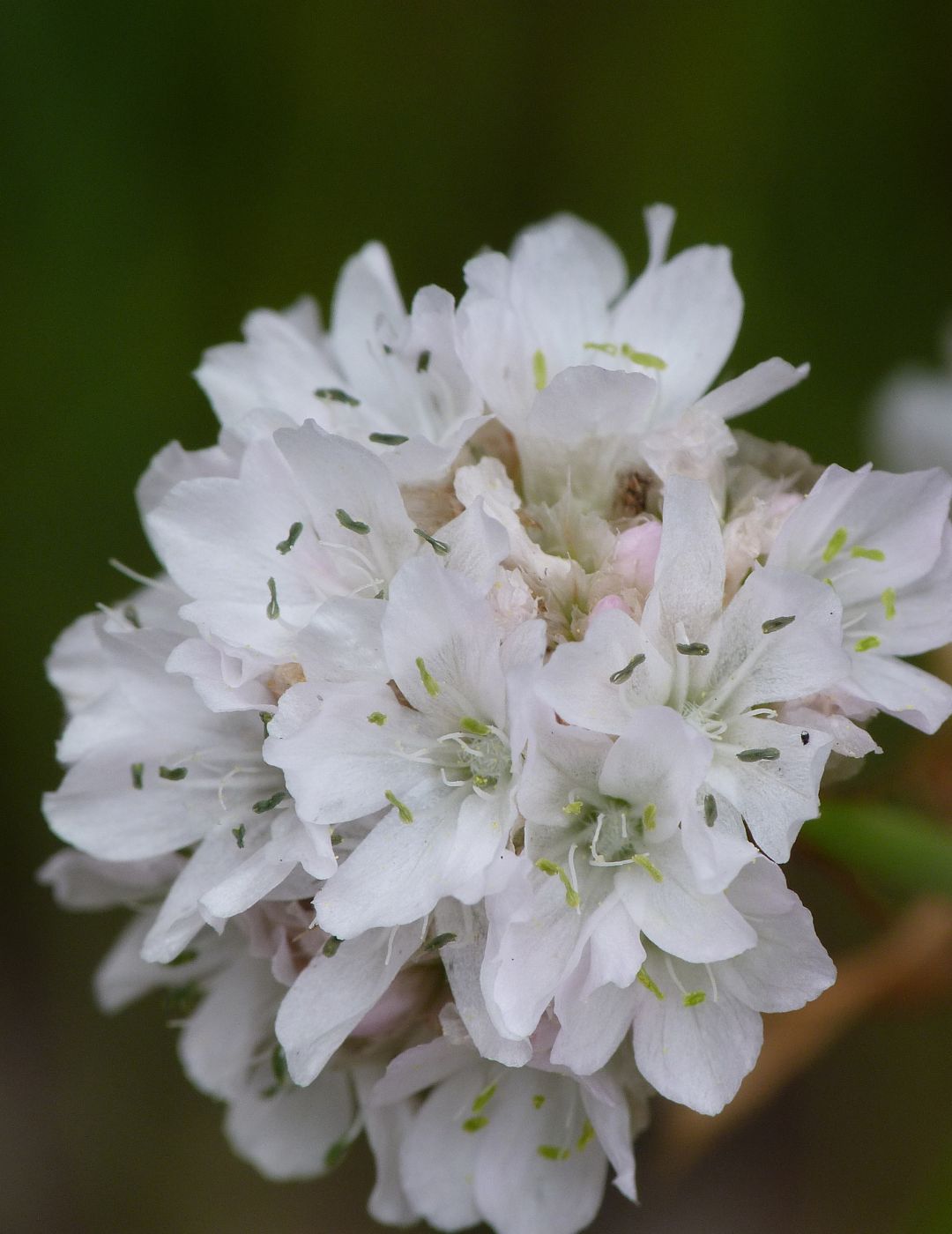 Chincherinchees Bulbs