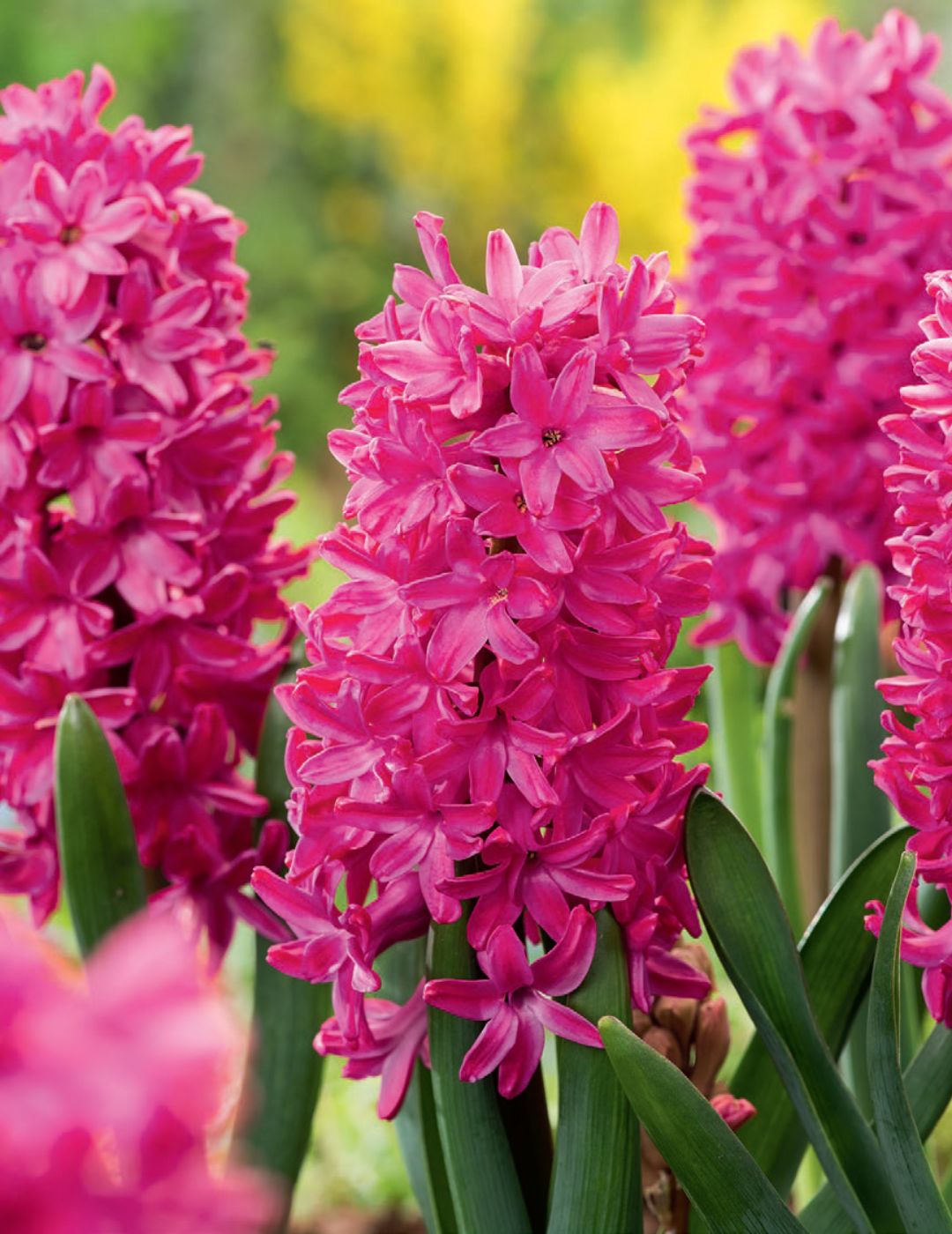 Hyacinth Jan Bos Bulbs