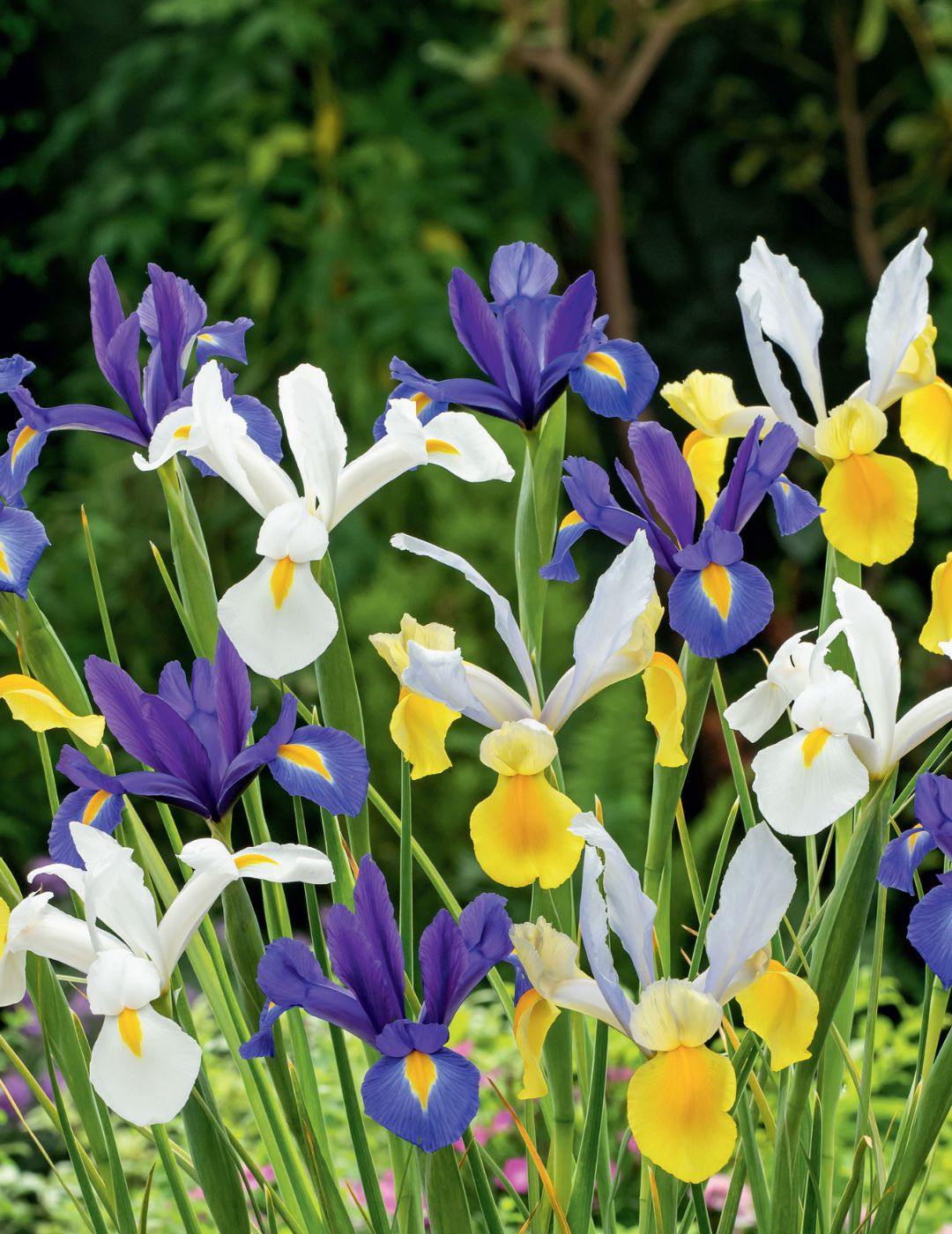 Dutch Iris Mixed Bulbs