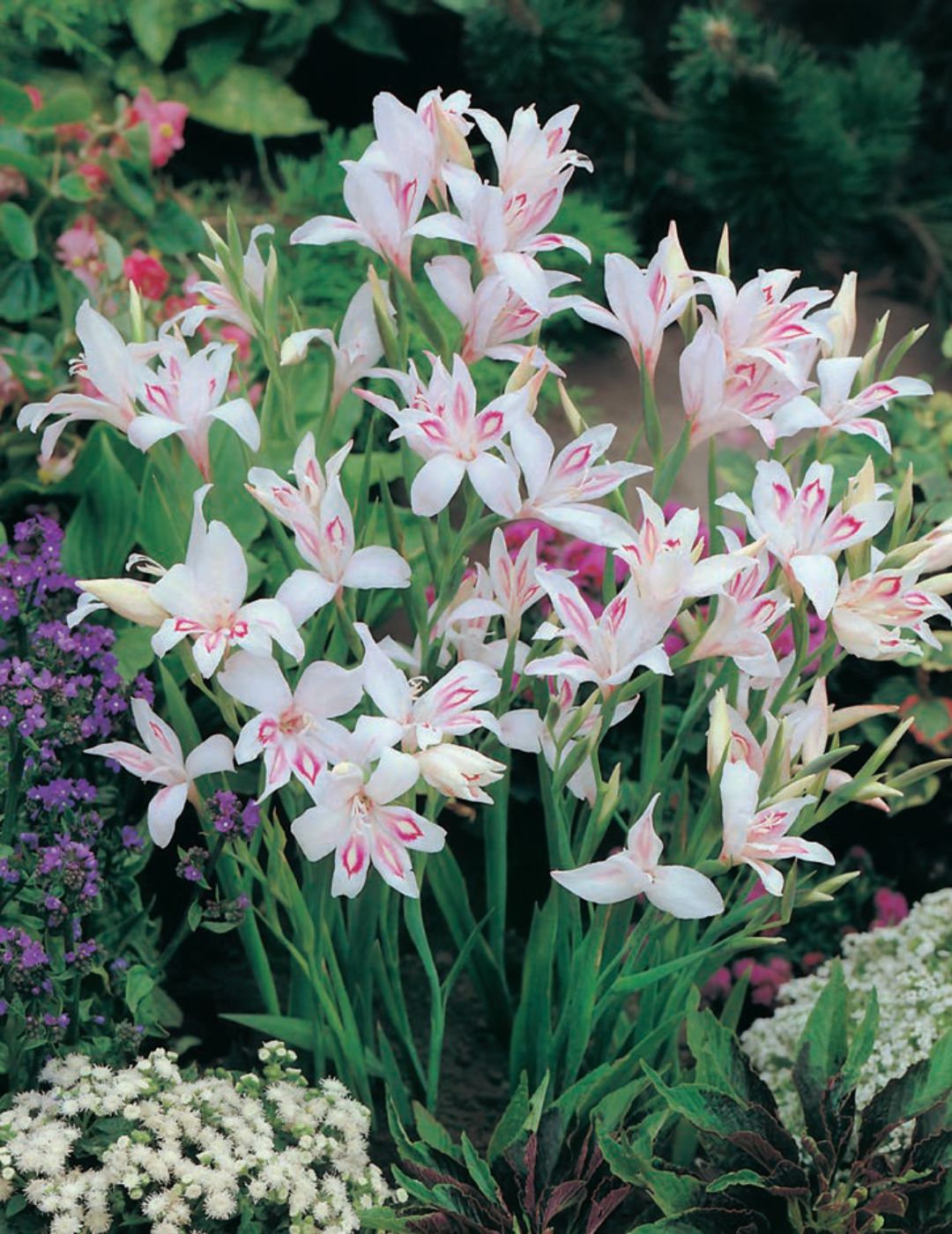 Winter Gladioli Baby Blushing Bride Bulbs